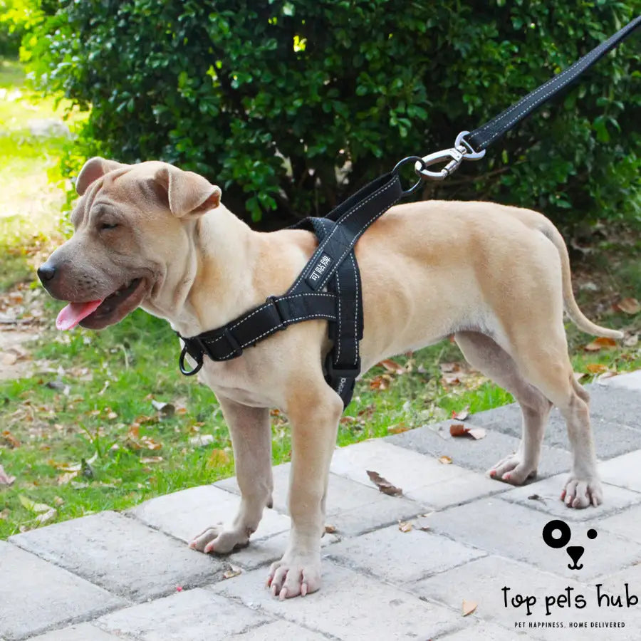 Adjustable Dog Harness Leash Set