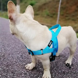 Adjustable Dog Harness Leash Set