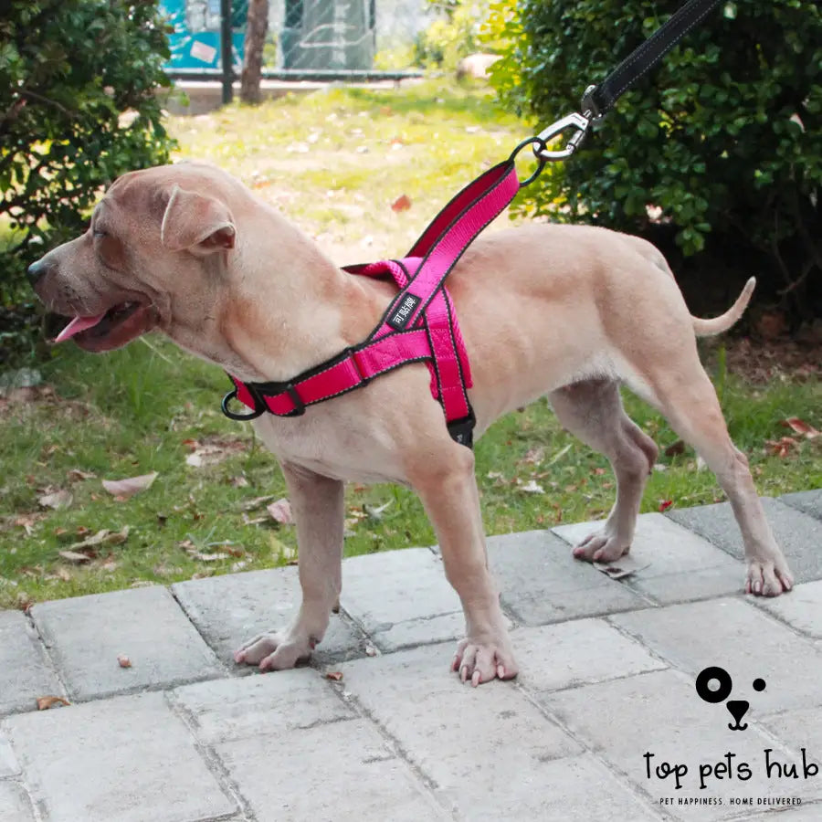 Adjustable Dog Harness Leash Set