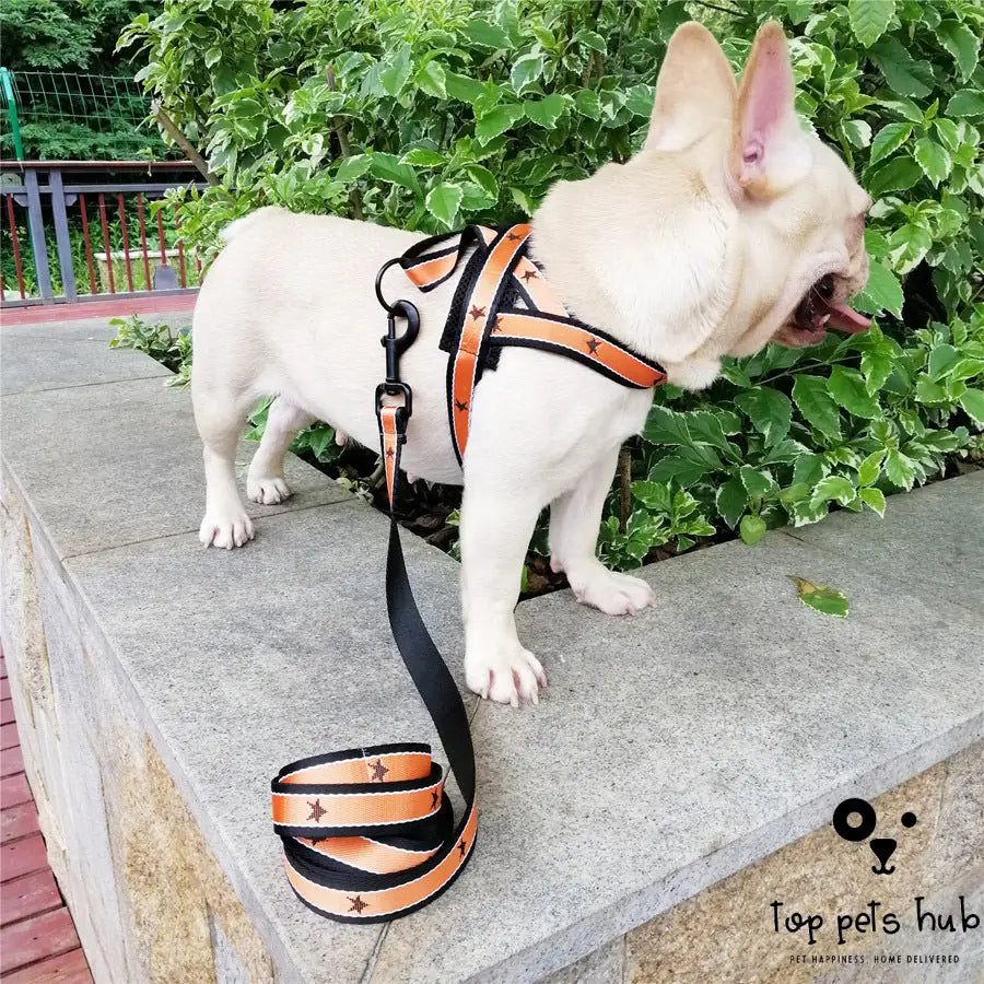 Adjustable Chest Band for Dogs