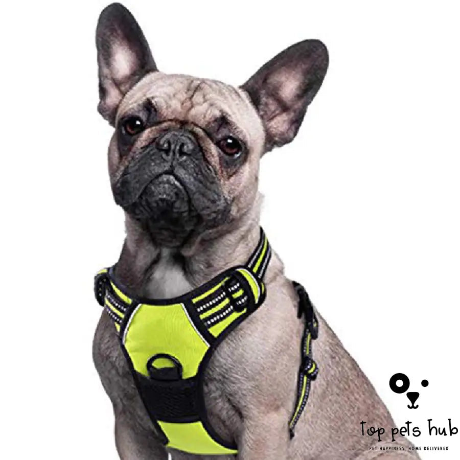 Adjustable Pet Chest Strap