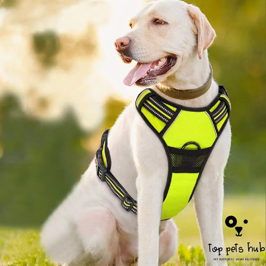 Adjustable Pet Chest Strap