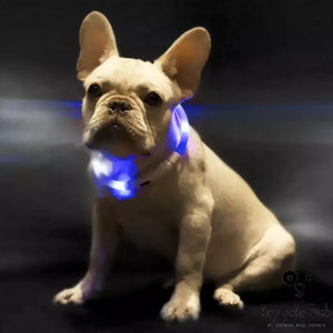 Lighted Pet Collar