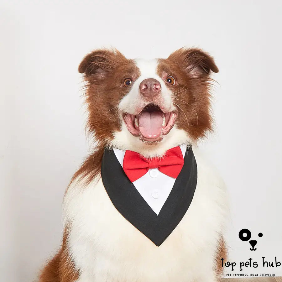 Stylish Pet Tie Banquet Suit