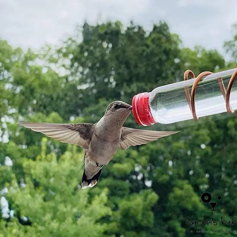 Hummingbird Feeder with Suction Cup