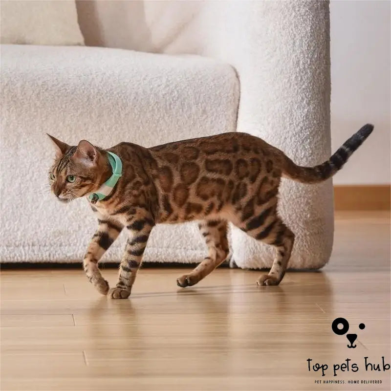 Laser Collar Cat Toy