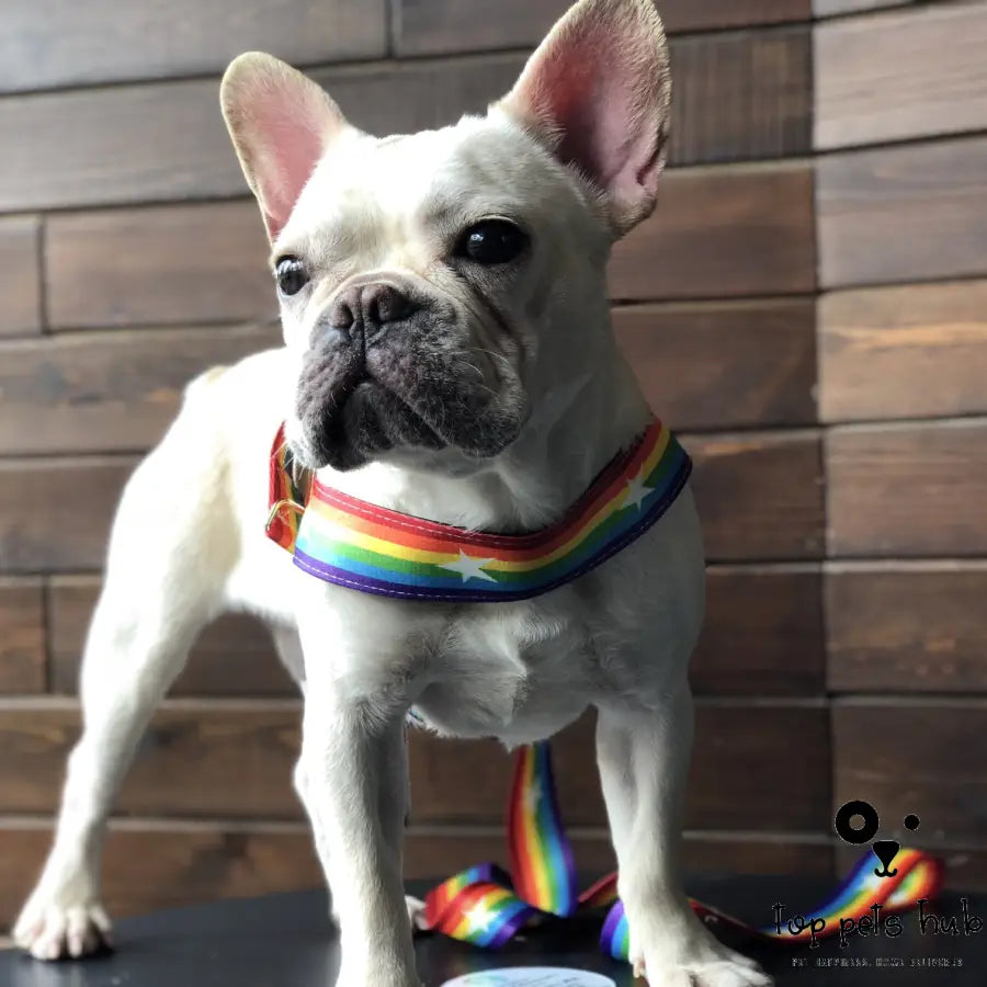 Rainbow Dog Leash