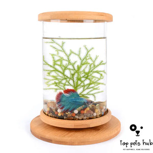 Mini Glass Fish Tank