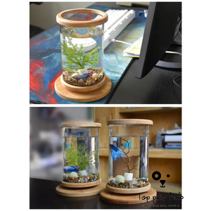 Mini Glass Fish Tank