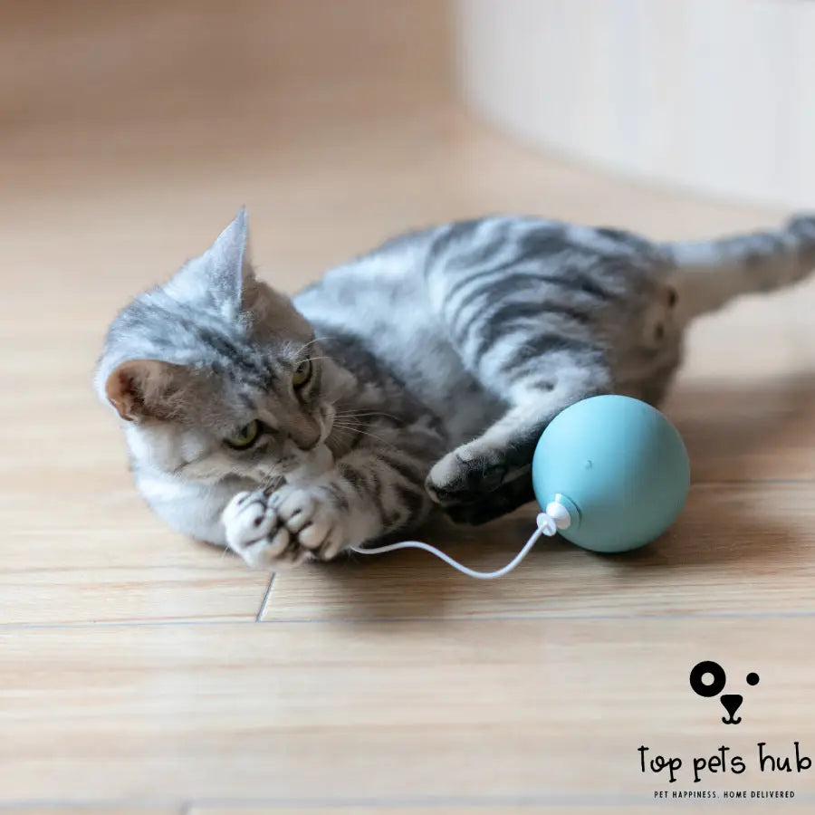 Electric Cat Toy