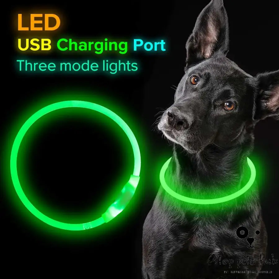 Glowing Safety Collar