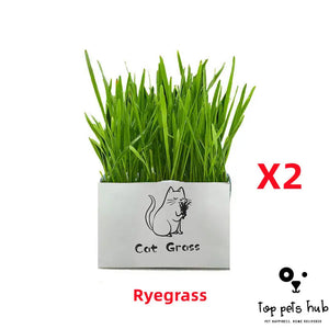 Organic Soilless Cat Grass