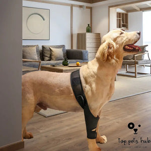Protective Surgical Recovery Leggings for Pets