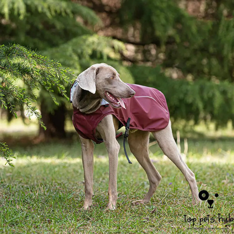 Portable Universal Raincoat for Medium and Large Pets