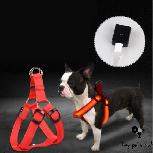 LED Luminous Dog Leash