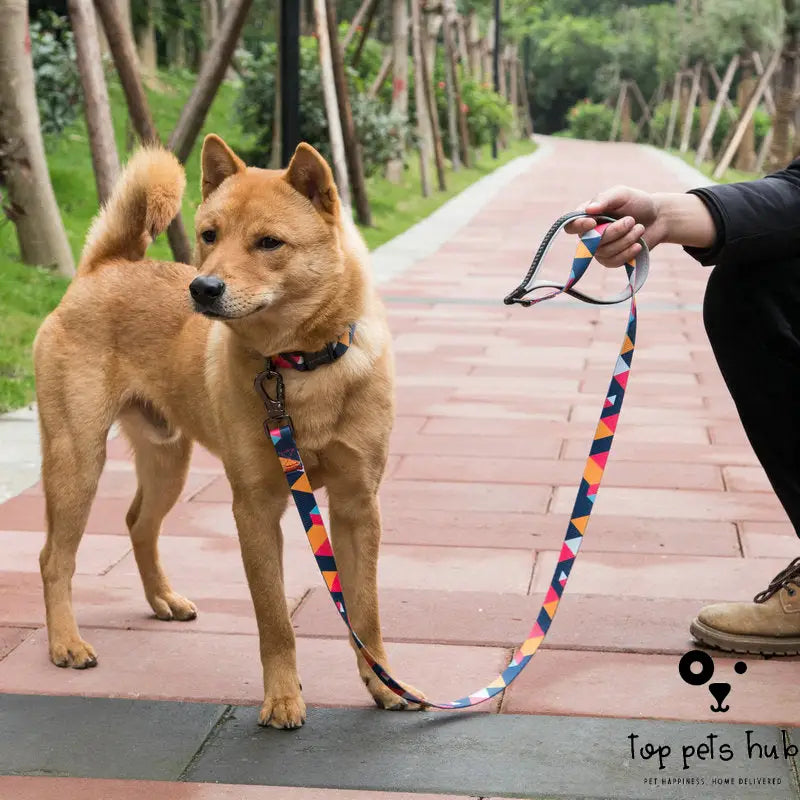 Dog Leash for Small and Medium Dogs