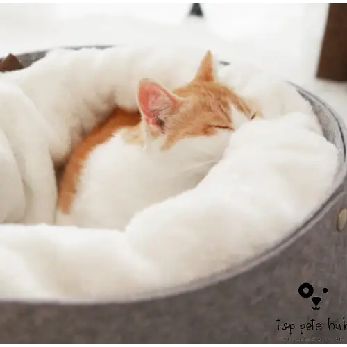 Pet Bed