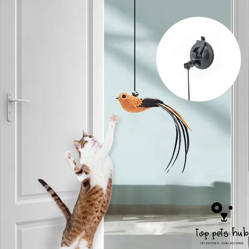 Door-Mounted Hanging Cat Teaser